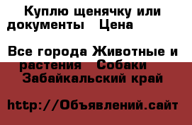 Куплю щенячку или документы › Цена ­ 3 000 - Все города Животные и растения » Собаки   . Забайкальский край